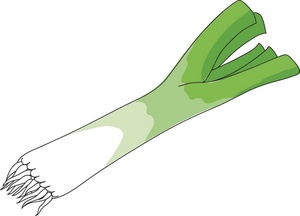 acclaim clipart: fresh grown garden vegetable  leek