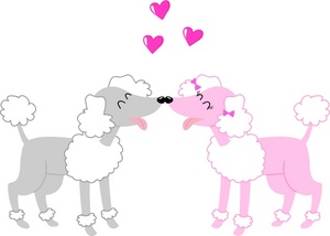 male and female poodle in love