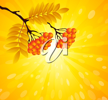 Vector illustration - Rowan branch with a sunny background